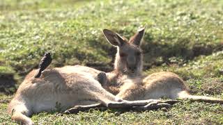 Willy Wagtail attacks kangaroo