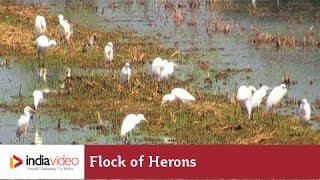 Flock of herons in paddy fields of Kuttanad | India Video