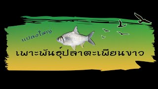 เพาะพันธุ์ปลาตะเพียนขาว กลุ่มแปลงใหญ่ปลาตะเพียน ตำบลดงบัง #ลืออำนาจ #อำนาจเจริญ #เพาะปลาตะเพียน