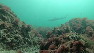 2021-09-07 - Dogfish Shark off Saquish Head