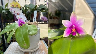 Phalaenopsis Violacea~Care, Media, Watering. Beginner Orchid Care