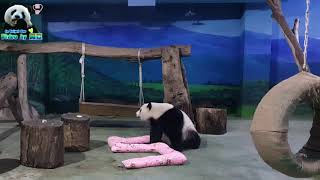 20180706 圓仔五歲生日禮物-花布大5字木屑枕 The Giant Panda Yuan Zai