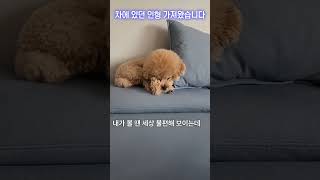 이것은 인형인가 강아지인가