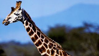 Endangered Species: The Tall and Graceful Giraffe