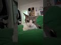 cat funny happycats catmemes music memes trending trendingshorts new reels