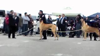 2012　千葉西愛犬クラブ展