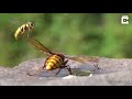 huge hornet attacks group of wasps