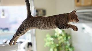 Funny Cat Jump Fail Compilation