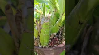 Grammatophyllum Strictum  var. Leopard 🐆 in Spike