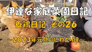 伊達な家庭菜園日記－養鶏日記その２６～２０２３年元旦のにわとり達～