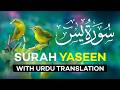 Surah Yasin ( Yaseen ) with Urdu Translation | Quran Tilawat Beautiful Voice | Hindi Tarjuma