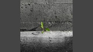 Followed By A New Beginning