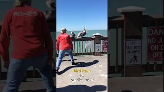 kind men helps pelican | animal rescue #rescue