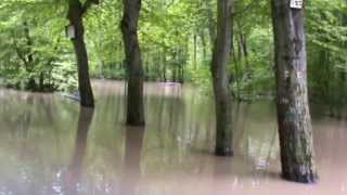 Hochwasser 2013 im Auenwald Leipzig (Flood 2013 in Leipzig floodplain forest)