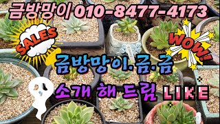 #금방망이  #금 #금방망이 다육마켓 #마리아백금 #라온마리아금 #엘크혼금 #링클마리아금  #장미금. 와우 구경해 봅시다잉 ~^^~