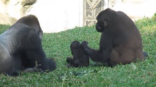 Gorilla Iriki waits for D'jeeco's food. 28/11/2022