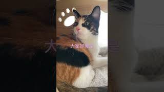 #三花猫 养猫🐱才会懂猫