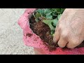 स्ट्रौबेरी गमला में उगाने की कुछ खास जानकारी strawberry how to grow in container pot