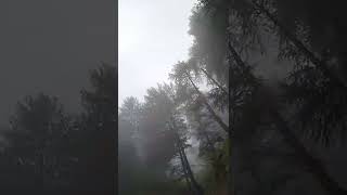 Rainy season beautiful forest view at dudu valley /crazy boy/ #shorts #ytshorts.