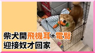 萌翻！柴犬「飛機耳＋電臀」熱情迎接奴才回家｜寵物動物｜狗狗｜萌寵｜飛航模式｜精選影片