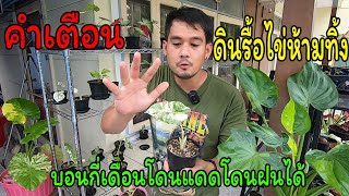 คำเตือน!!ดินรื้อไข่ห้ามทิ้ง[โจ้ไม้ด่าง EP.5]บอนกี่เดือนโดนแดดฝนได้