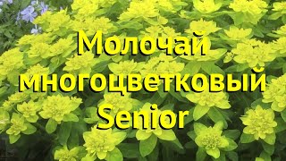 Молочай многоцветковый Сениор. Краткий обзор, описание характеристик euphorbia polychroma Senior