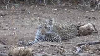 Leopard cub learning to climb, Mashatu