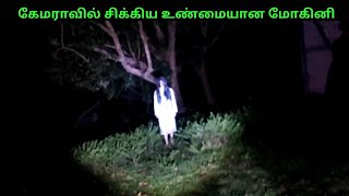 மரத்தில் இருக்கும் மோகினி பிசாசு | தனியாக பார்க்க வேண்டாம் | Myrandy #ghostvideos #tamilghostvideos