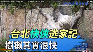 台北快俠逃家記 樹獺其實很快! 八大民生新聞 2021011416