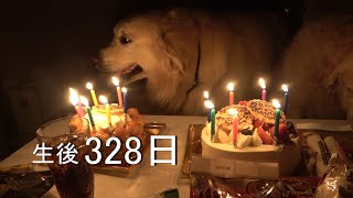 アイン村  チロの子生後328日目  ユホ、チヨ、マヨ7歳の誕生日 2019.3.19 （GoldenRetriever）