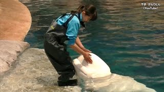 ベルーガの頭がおもしろい / 名古屋港水族館【シロイルカ】