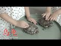 学中文 动物 宠物 learn animal pets in mandarin chinese 學中文 動物 寵物 pet for chinese beginners 중국어 애환동물