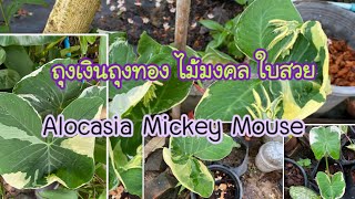 ต้นถุงเงินถุงทอง Alocasia Mickey Mouse ไม้มงคลใบสวยๆ