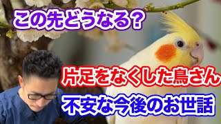 【質問コーナー】鳥さんってたくさんくしゃみをする生き物なの？片足切断のオカメインコさん...今後どうやってお世話するべき？オカメインコさんがあくびを連続でする...心配です。などにお答えしました！