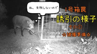 令和4年　有害鳥獣捕獲   1号箱罠【デカくて優しいお母さん】イノシシ箱罠　boartrap