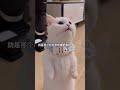 小猫咪无实物表演，我猜她是要吃鱼 😂