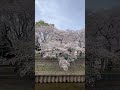 2024.04.07善福寺川緑地の桜が満開🌸 さくら 桜 満開 花見 一人花見 cherryblossom 花見日和