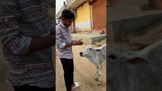 bejuban ko rk roti 🫓 jarur de 😢🙏#animal #sad #animallover #cow #sanatandharma #virel #trending