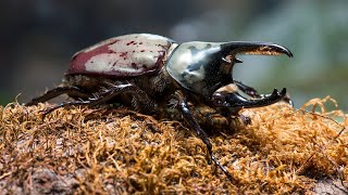 Meet A Giant Hercules Beetle