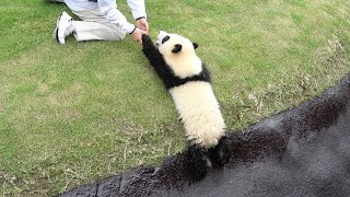 受け継がれた遊び方🐼 モートに落ちて遊ぶ🐼 飼育員さんは引っ張ってくれた・・・ それでも、わたしは落ちたい🐼 #彩浜 #アドベンチャーワールド🐼