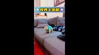 男子被一隻土撥鼠黏上，要跟著男子回家 #神奇動物在抖音 #人與動物和諧共處 #萌寵出道計劃 #萬物皆有靈性 #萌寵日常記錄