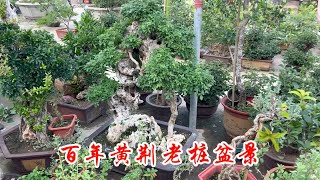 3颗百年黄荆盆景老桩，桩体苍老，大自然的鬼斧神工，意境感十足