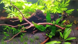 Lifegard Aquatics 7 Gallon Planted Aquarium