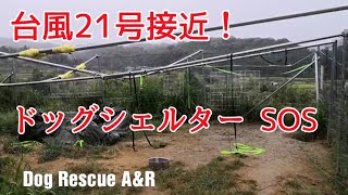 【ドッグシェルター】台風21号接近