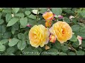 【4k】いばらきフラワーパーク（茨城県）2024年6月7日 june 7 2024　ibaraki flower park　japanese rose garden