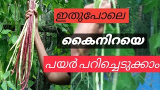 ഇതുപോലെ ചെയ്താൽ കൈ നിറയെ പയർ കിട്ടും