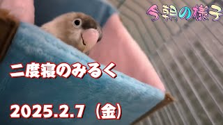 《2025.2.7》二度寝のみるく【今朝の様子】ボタンインコ＆ウロコインコ