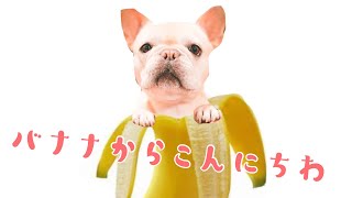 バナナが大好物な犬があまりに好きすぎてバナナの中にin【フレンチブルドッグのおかか】【frenchibulldog】307