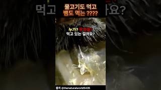 거미줄 필요없어!! 🕸️ 물고기도 뱀도 다 사냥하는 황닷거미 🕷️  #신기한생물