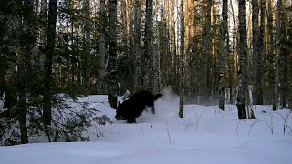 Big Black Wolf in Slow Motion #timberwolf #wolf #northernminnesota